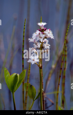 Fieberklee Menyanthes Trifoliata Sümpfe Highlands Schottland kann Stockfoto