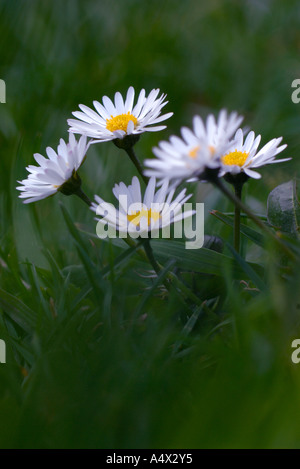 Porträt von Daisy Blumen hautnah Stockfoto