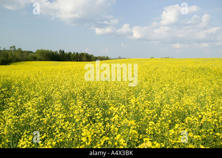 Feld der Raps in voller Blüte in North Dakota Raps ist auch bekannt als Raps Stockfoto