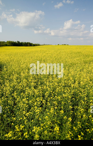 Feld der Raps in voller Blüte in North Dakota Raps ist auch bekannt als Raps Stockfoto