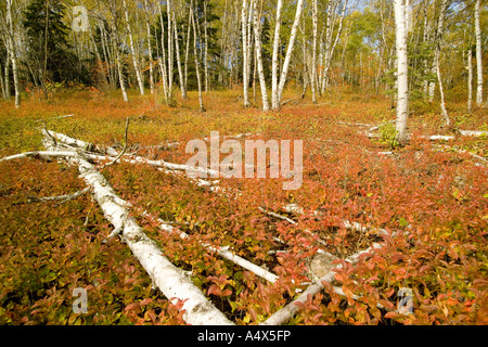 Herbstfarben in der Nähe von Grand Marais-Minnesota Stockfoto