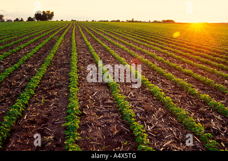 Soja-Feld im Frühjahr Illinois Stockfoto