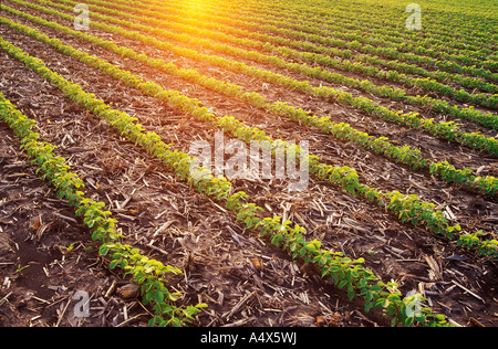 Soja-Feld im Frühjahr Illinois Stockfoto