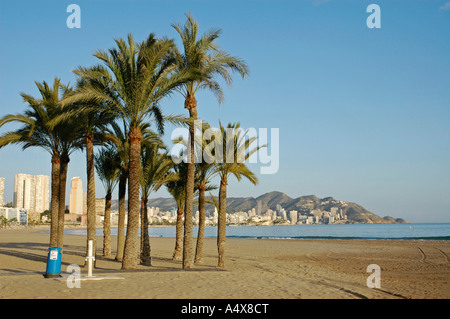 Palmen, Playa de Poniente, Benidorm, Costa Blanca, Spanien Stockfoto