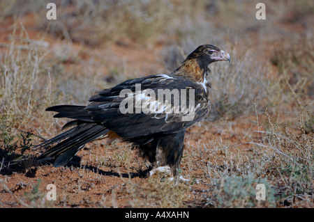 Wedge Tail Adler, Northern Territory, Australien Stockfoto