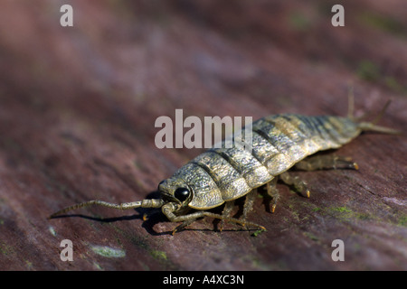 Meer Slater Ligia oceanica Stockfoto