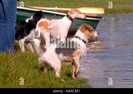 DREI HUNDE, DIE AN DEN UFERN DES LAKE GROßBRITANNIEN SPIELEN Stockfoto