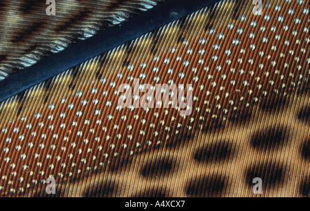 großer Argus Fasan (Argusianus Argus), Schwanzfeder Stockfoto