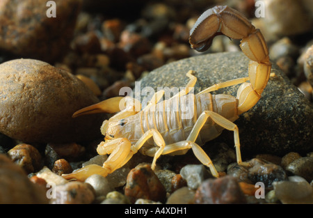 Fattailed Skorpion, Fett-tailed Skorpion, afrikanische Fett-tailed Skorpion (Androctonus Australis), Ansicht Seite mit Sting Stockfoto