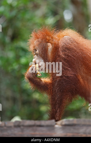 Orang Utan (Pongo Pygmaeus) in Tanjung Puting Nationalpark, Zentral-Kalimantan, Borneo, Indonesien Stockfoto