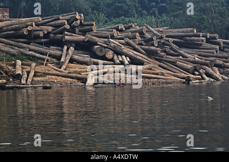 Gefällte Bäume am Fluss Sungai Mahakam, Ost-Kalimantan, Borneo, Indonesien Stockfoto