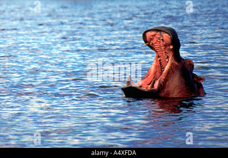 Ein Nilpferd im Bereich Pferd Schuh Namibias Caprivi Strip. Stockfoto