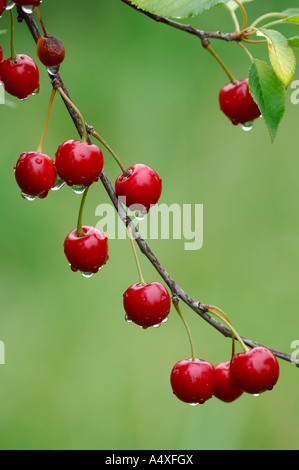 Sauerkirschen am Baum mit Wassertropfen Stockfoto