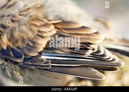 Detail von einem Flügel der Haussperling (Passer domesticus), Österreich Stockfoto