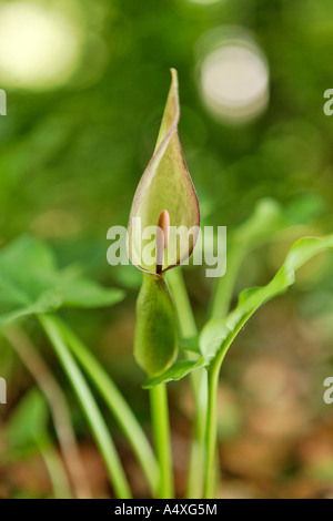 Cucckoo Pint oder Lords und Ladies (arum maculatum) Stockfoto