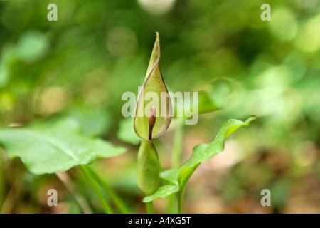 Cucckoo Pint oder Lords und Ladies (arum maculatum) Stockfoto