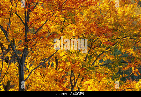 Wald im Herbst, Blick ins Laub, Deutschland, NP Hainich Stockfoto