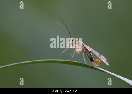 Gemeinsamen Scorpion Fly (Panorpa Communis) männlich Stockfoto