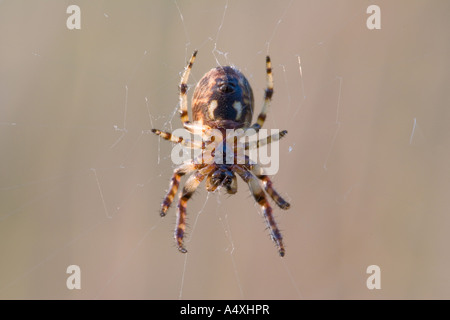 Europäische Gartenkreuzspinne (Araneus Diadematus) Stockfoto