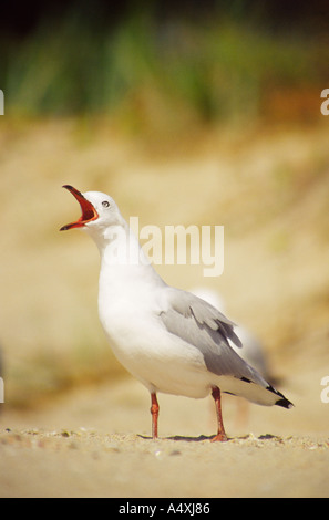 Nahaufnahme eines offenen Mund Möwe Larus Novaehollandiae Scopulinus schreien Stockfoto