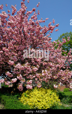 Blühende japanische Kirsche Baum (Prunus spec) - Altes Land, Hamburg, Niedersachsen Stockfoto