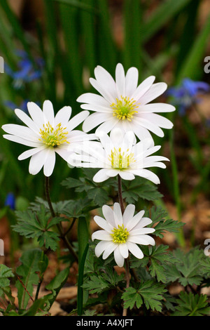 Windflower (Anemone Blanda weiße Pracht) Stockfoto