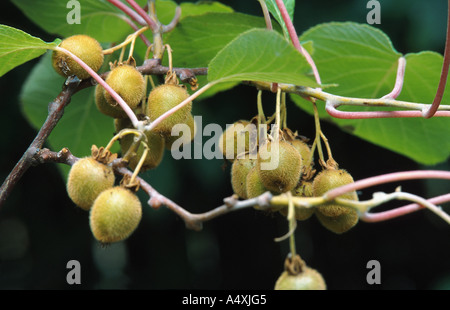 Kiwifrucht, Chinesische Stachelbeere (Schnitt Chinensis), Früchte Stockfoto