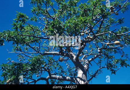 Baobab, Brot Affe, Affe Tamarinde, Flaschenbaum (Affenbrotbäume Gregorii) Stockfoto