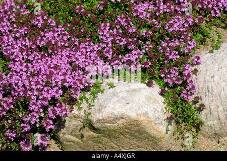 Wilder Thymian - schleichende Thymian (Thymus Serpyllum) Stockfoto