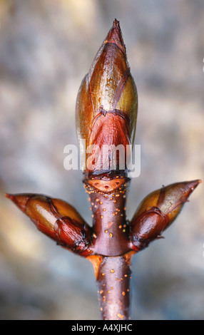 gemeinsamen Rosskastanie (Aesculus Hippocastanum), Knospen Stockfoto