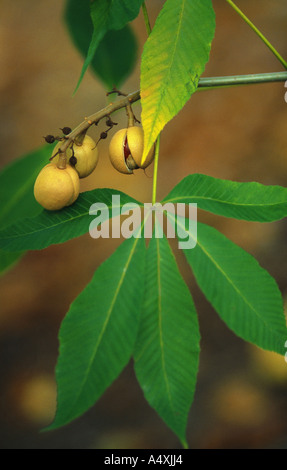 gelbe Rosskastanie (Aesculus Flava, Aesculus Octandra), Früchte und Blätter an einem Baum Stockfoto