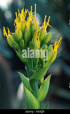 Konföderierten rose (Agave Parrasana), inflorescense Stockfoto