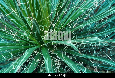 Agave (Agave Schidigera) Stockfoto