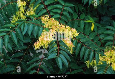 Baum des Himmels, Götterbaum (GГ¶tterbaum Altissima), Blick ins Laub mit Früchten Stockfoto