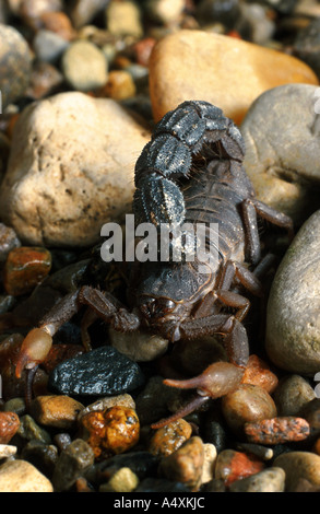 Fattailed Skorpion, Fett-tailed Skorpion, afrikanische Fett-tailed Skorpion (Androctonus Australis), einzelne von vorne Stockfoto