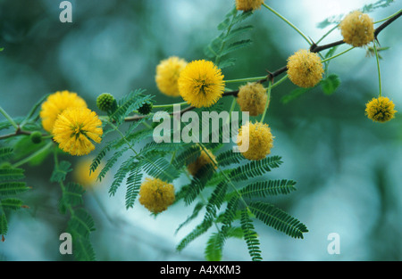 Süße Akazie, Huisache, Parfüm Akazie (Acacia Farnesiana), Blüten Stockfoto