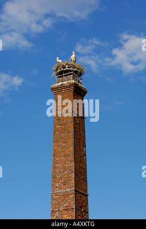 Paar Weißstörche (Ciconia Ciconia) auf freistehenden Schornstein Stockfoto