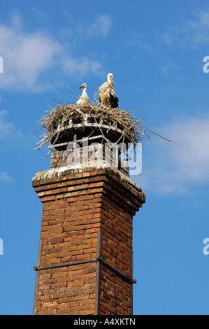 Paar Weißstörche (Ciconia Ciconia) auf freistehenden Schornstein Stockfoto