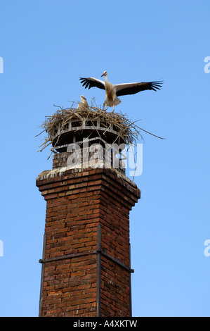 Paar Weißstörche (Ciconia Ciconia) auf freistehenden Schornstein Stockfoto