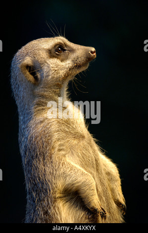 Erdmännchen (Suricata Suricatta) Stockfoto