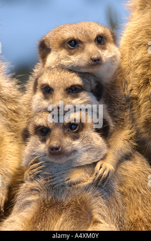 Erdmännchen (Suricata Suricatta) Stockfoto