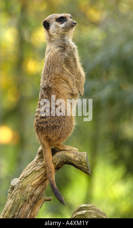 Erdmännchen (Suricata Suricatta) Stockfoto