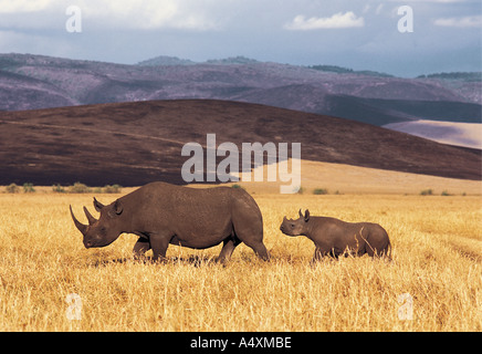 Weibliche schwarze Nashorn und junge baby Ngorongoro Krater Tansania Ostafrika Stockfoto