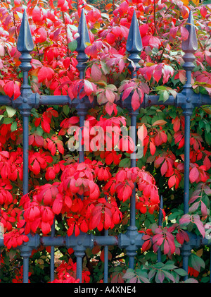 Burningbush Pflanze (Euonymus) im Herbst Farbe durch einen schmiedeeisernen Zaun Easthampton, Massachusetts USA wächst Stockfoto