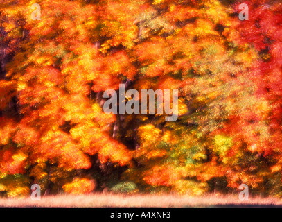 Blätter wirbeln in der Wind Herbst Farbe in ein gemischtes Hartholz Wald Herbst in Pennsylvania USA Stockfoto