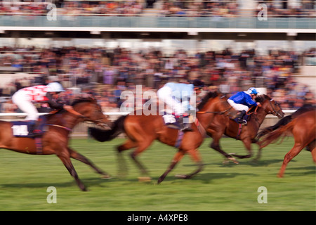 Rennpferde bei Rowley Meile Rennbahn Newmarket Suffolk Stockfoto