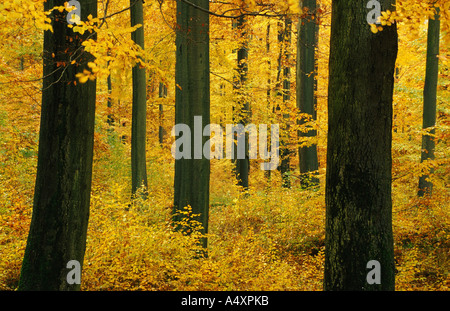 Rotbuche (Fagus Sylvatica), Buchenwald im Herbst, Deutschland, Thüringen, NP Hainich Stockfoto