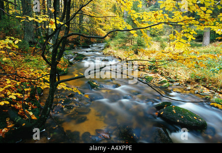 Bach im Herbst, junge Buche in der Front, Deutschland, Bayern, NP Bayerischer Wald Stockfoto
