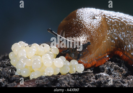 große rote Nacktschnecke, größere rote Nacktschnecke, Schokolade Arion (Arion Rufus), Eiablage Stockfoto