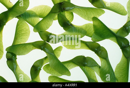 Spitz-Ahorn (Acer Platanoides), Samen, angeordnet Stockfoto